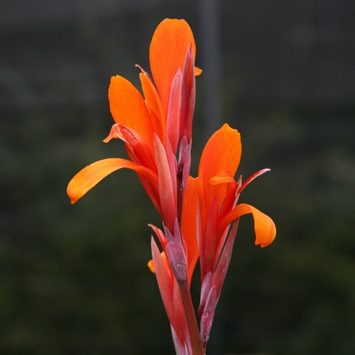 Canna indica eternal - canna, 'eternal