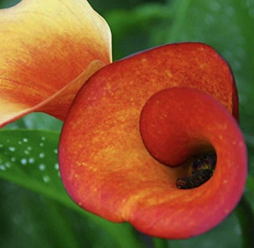 Flame calla lily bulb top - calla,