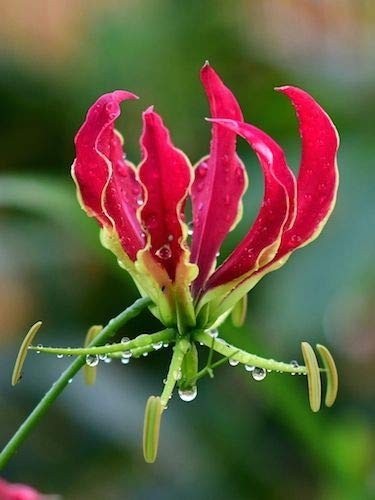 Gloriosa rothschildiana red - gloriosa,