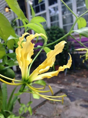 Gloriosa superba lutea flame - gloriosa,